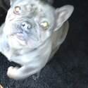 French bulldog bitch for sale -1