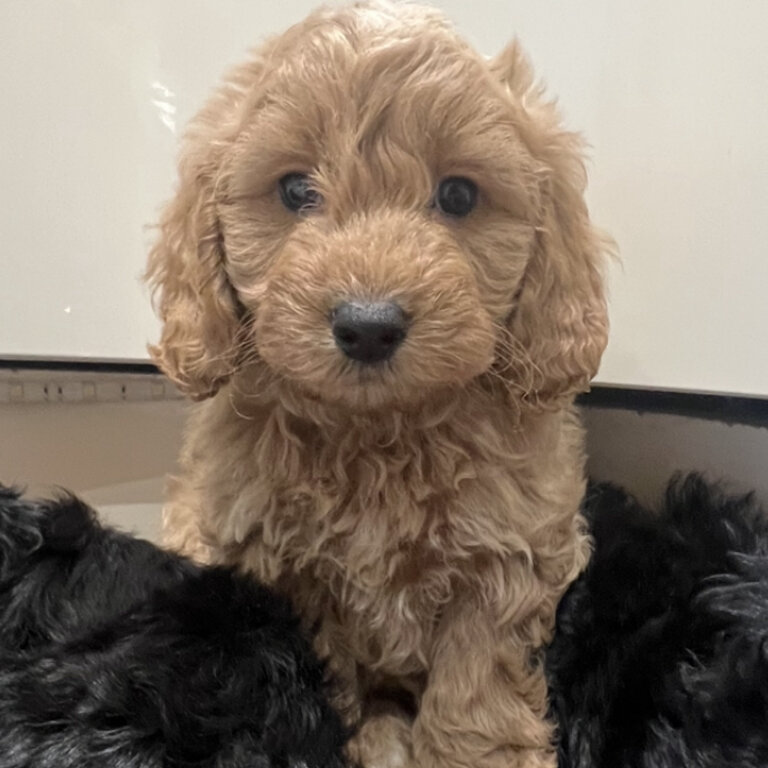 Beautiful F1 toy Cockapoo puppies ready Easter Monday 