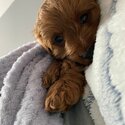 Cavapoo for sale -3