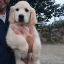 Golden retriever -1