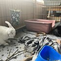 FREE bonded pair of spayed bunnies -2