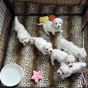 Beautiful bichon frise babies-1