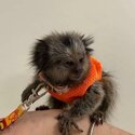 playful  pygmy marmoset Capuchin monkeys,-3