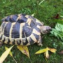 Herman tortoises-0