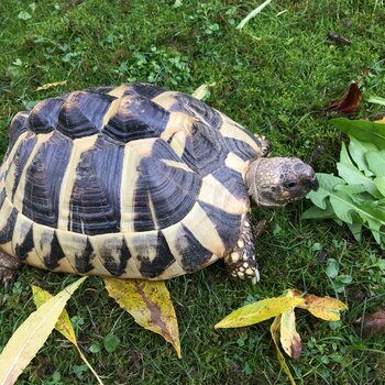 Herman tortoises