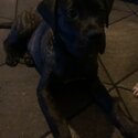 Cane corso mix presa canraia -0