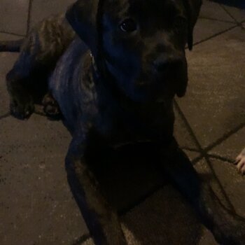 Cane corso mix presa canraia 