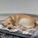 Loving Home Required for our Labrador -2