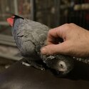 African Grey Parrot -1