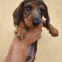 Miniature wirehaired dachshund (IKC registered)