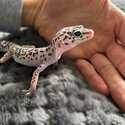 2 year old female leopard gecko and full set up -2