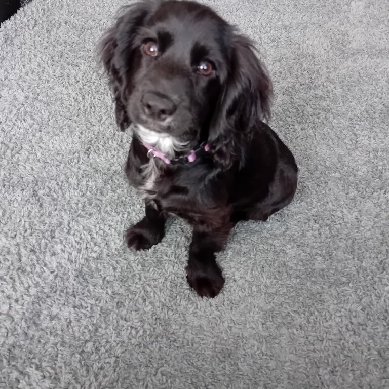 Cocker spaniel 3 months