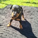 Top class Miniture Pinscher pups