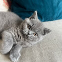 British Shorthair Kitten 13 weeks old-2