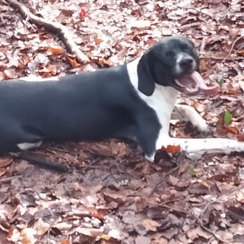 English pointer family dog 