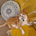 Exceptionally friendly and lovely ginger needs home-1