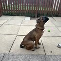 4 month old cane corso, english bulldog mixed-1