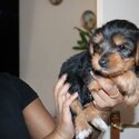 YORKSHIRE TERRIERS/BIEWERS FOR SALE-4