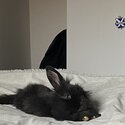 Rabbit-1