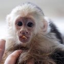 playful  pygmy marmoset and Capuchin monkeys,.-0