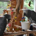 playful  african grey and macaw parrots -1