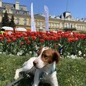 Cody, Brittany Spaniel, Needing Forever Home-3