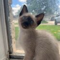 I have 5 siamese kittens that are ready for pick up!-2