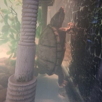 Urgent rehoming or 5 year old Musk turtle