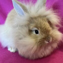 Gold Lionhead buck (male) 5 months old -0