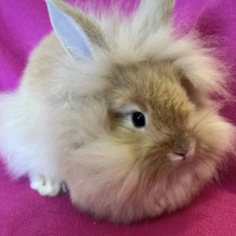 Gold Lionhead buck (male) 5 months old 