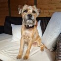 Stunning female Border terrier looking for a new home-2