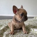 lovely French bulldogs-2