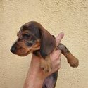 Miniature wirehaired dachshund (IKC registered)