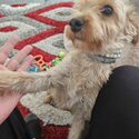 9 month old female Yorkiepoo -3