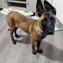 Short haired malinoi 16 weeks old-2