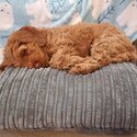 Fox Red Cockapoo Puppy-2