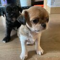 Beautiful shihchi male puppies-2