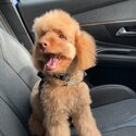 8 month old cockapoo-1