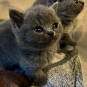 Blue British shorthair kittens-5