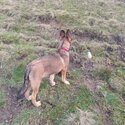 Belgian malinois -4