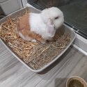 Mini Lop Boy Rabbit - BooBoo-2