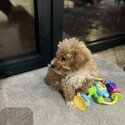 Toy poodle 10 weeks-1