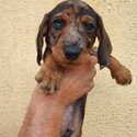 Miniature wirehaired dachshund (IKC registered)