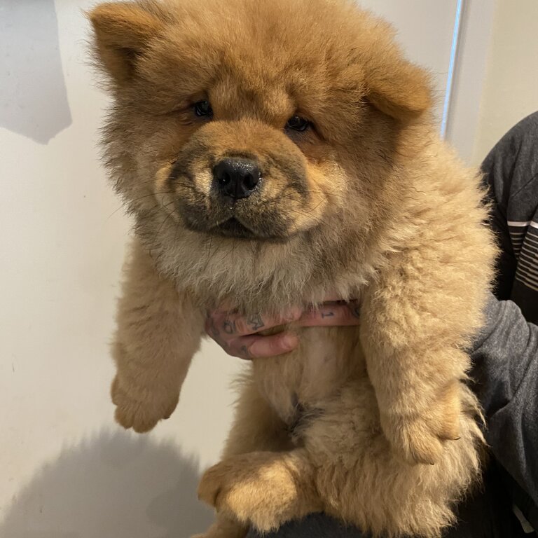 Chow Chow Puppies 8 weeks 