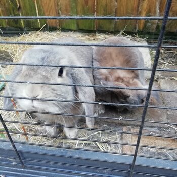 2x 2 year old Lops