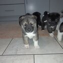 Beautiful American Akita Pups-1