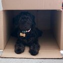 Charming F1 Miniature Cockapoo Looking for a Loving New Home!-0