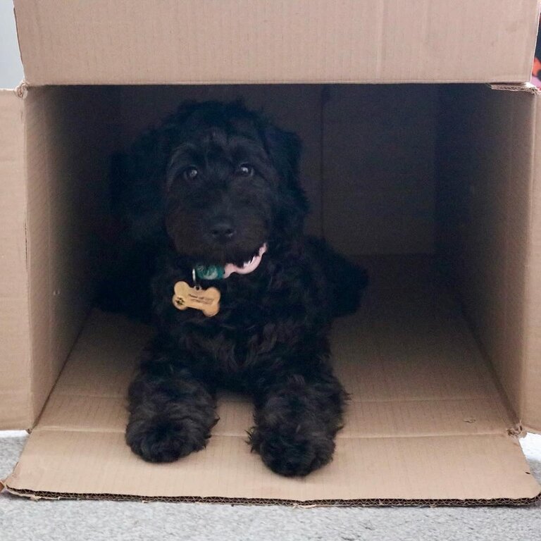 Charming F1 Miniature Cockapoo Looking for a Loving New Home!