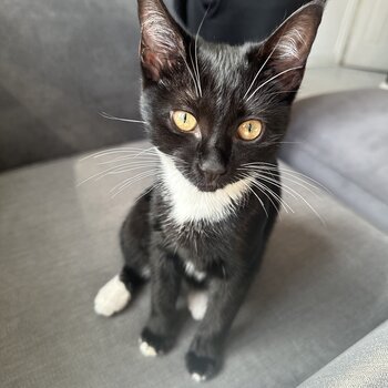 Female Tuxedo Cat