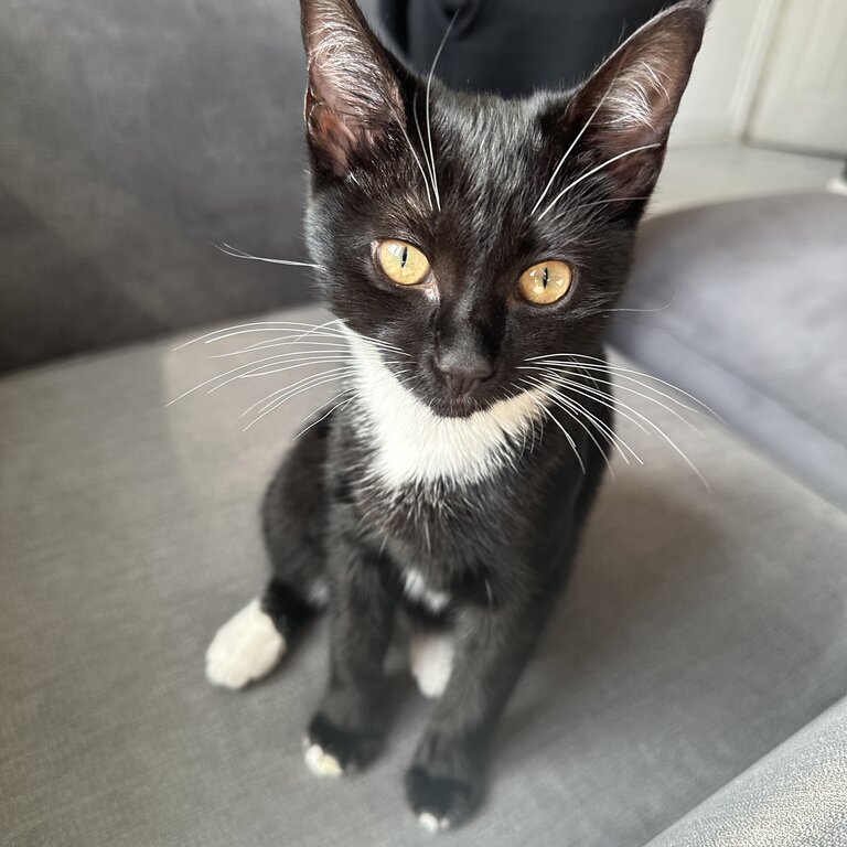 Female Tuxedo Cat